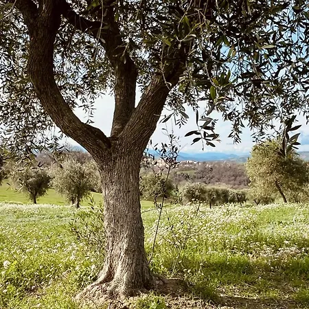 Casa Bozzo, 'collina' Case Selva Grande